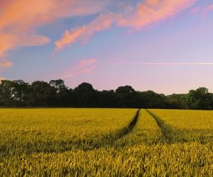 Quels seront les impacts du Green Deal européen dans le secteur agroalimentaire ?