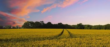 Quels seront les impacts du Green Deal européen dans le secteur agroalimentaire ?
