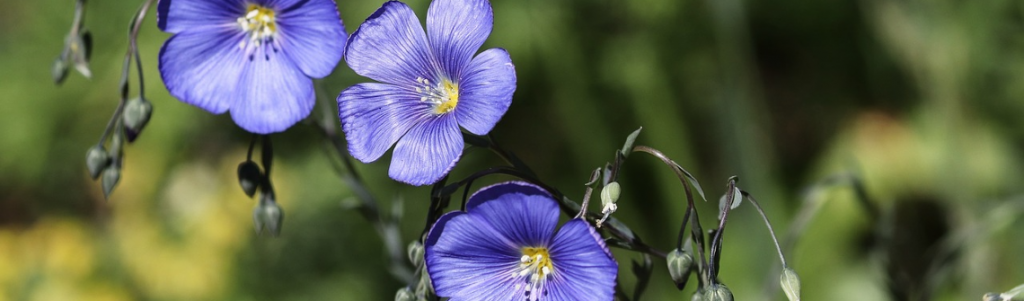 EcoTechnilin : des solutions à base de fibres naturelles au service de l’industrie