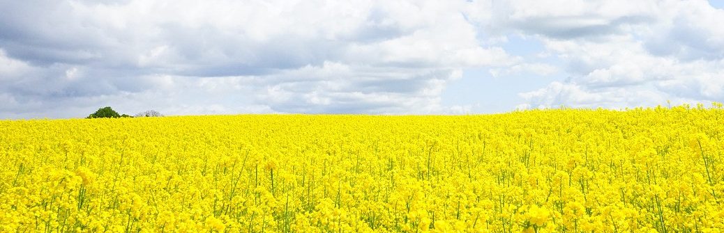 Mieux valoriser les protéines contenues dans les tourteaux de colza et de tournesol
