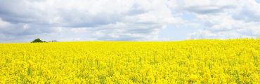 Mieux valoriser les protéines contenues dans les tourteaux de colza et de tournesol