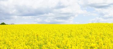 Mieux valoriser les protéines contenues dans les tourteaux de colza et de tournesol