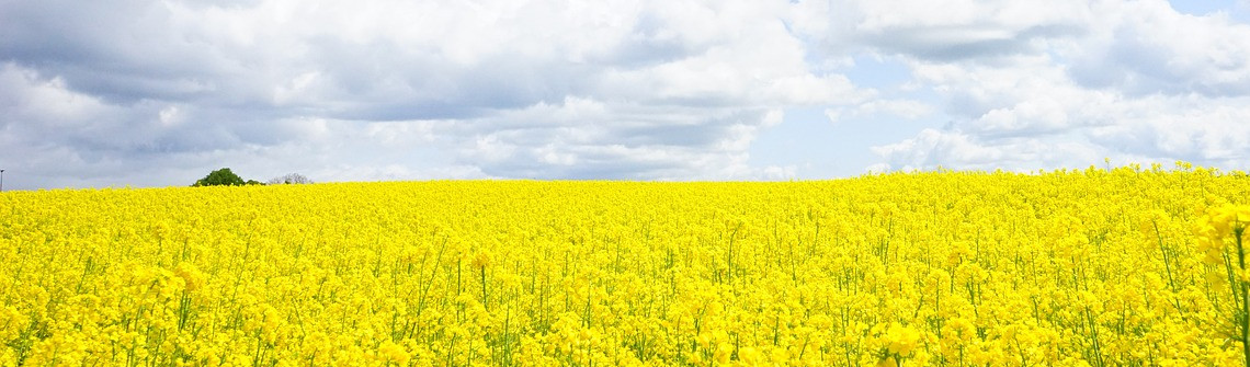 Mieux valoriser les protéines contenues dans les tourteaux de colza et de tournesol