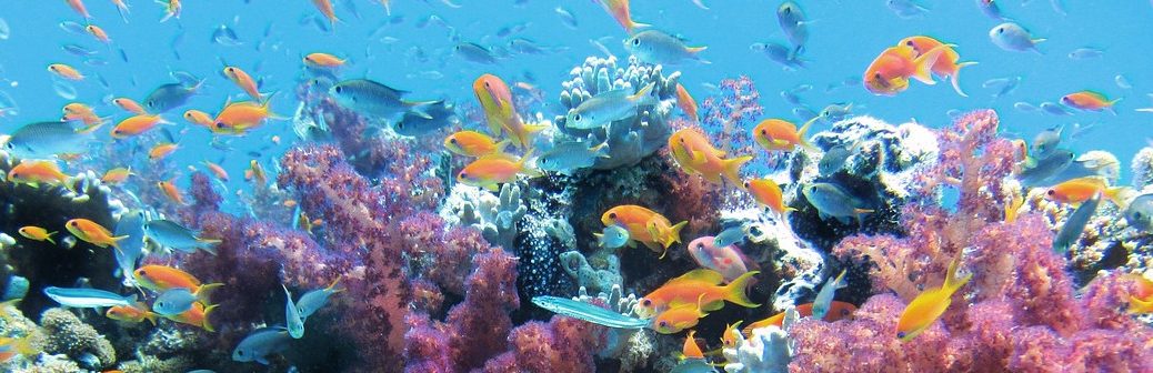 Un nouvel épisode de blanchiment des récifs coralliens à l'échelle mondiale