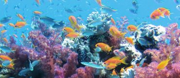 Un nouvel épisode de blanchiment des récifs coralliens à l'échelle mondiale