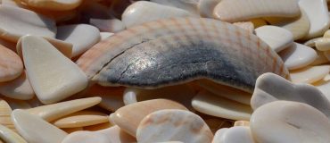 Des composites cimentaires construits selon l'arrangement brique-et-mortier de la nacre