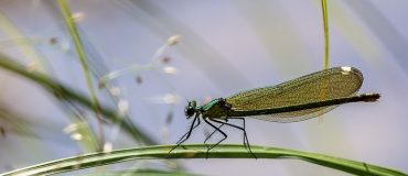 Plus d'une espèce menacée sur deux n'est pas protégée