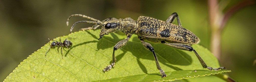 Favoriser les prédateurs naturels pour lutter contre les ravageurs de cultures