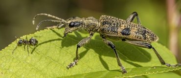 Favoriser les prédateurs naturels pour lutter contre les ravageurs de cultures
