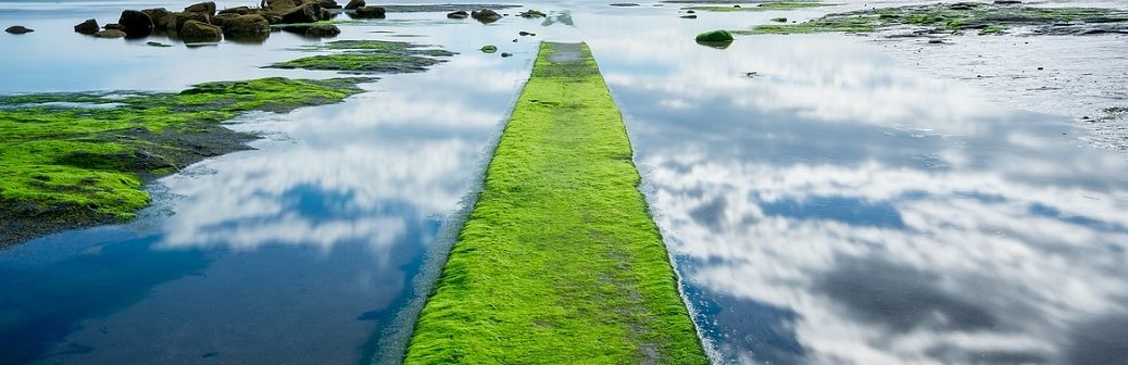 micromachines, algues vertes