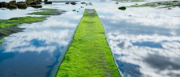 Des micromachines propulsées par les algues