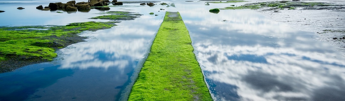 micromachines, algues vertes