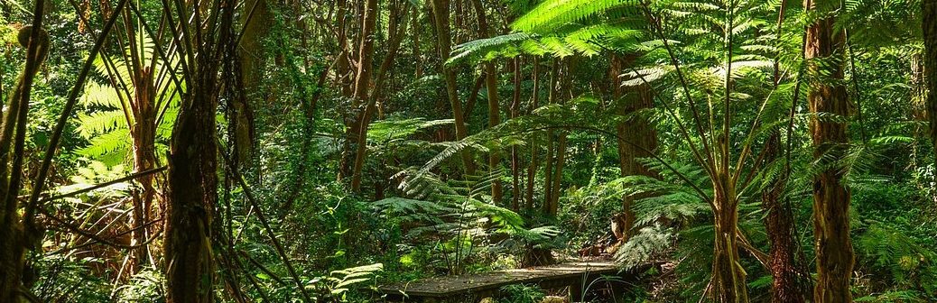 Certaines espèces des zones tropicales pourraient mieux résister au changement climatique