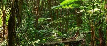 Certaines espèces des zones tropicales pourraient mieux résister au changement climatique
