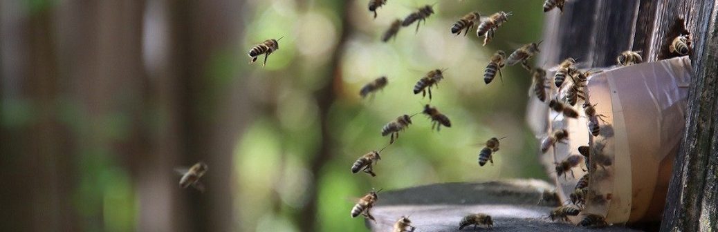 IA, abeilles, pesticides