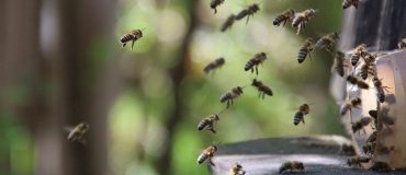 L'IA pour évaluer l'exposition des abeilles aux pesticides