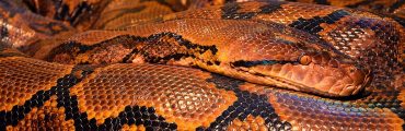 Étudier les pythons pour trouver de nouvelles thérapies cardiaques