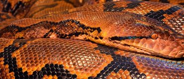 Étudier les pythons pour trouver de nouvelles thérapies cardiaques