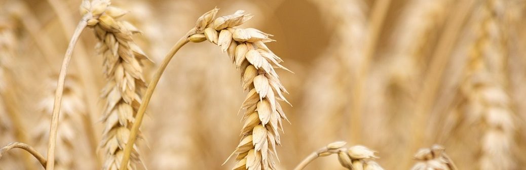 blé, sécheresse, climat