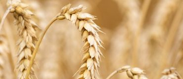 Une baisse historique pour la moisson française de blé tendre