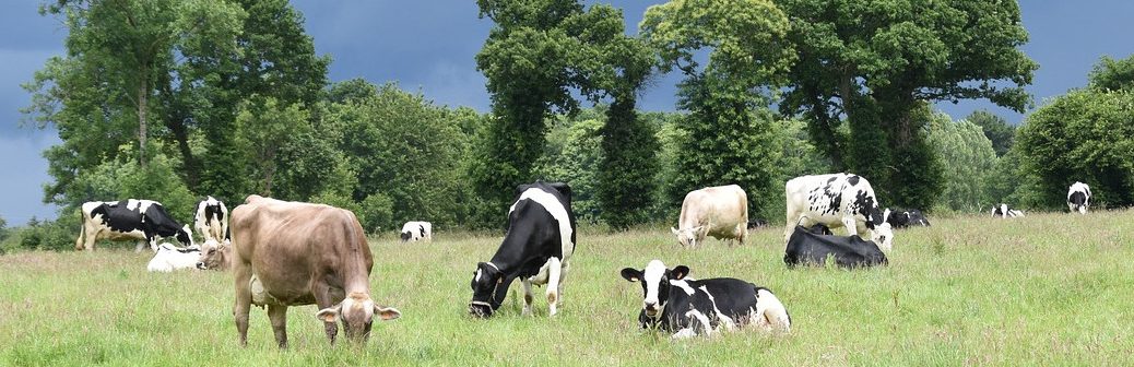 Des pistes pour réduire les émissions de gaz à effet de serre de l'élevage en France