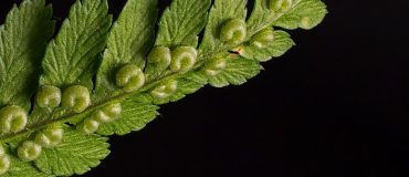 Les plantes ont-elles des yeux ?
