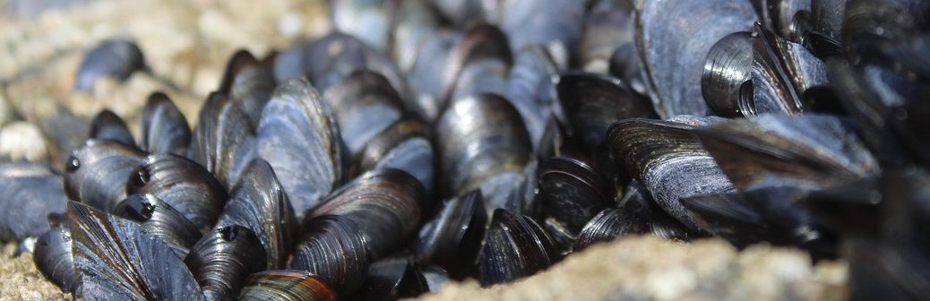 Non, les coquillages ne sont pas un puits de carbone, mais émettent du CO2