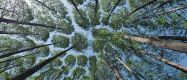 La compensation carbone, un outil efficace qui doit regagner en crédibilité