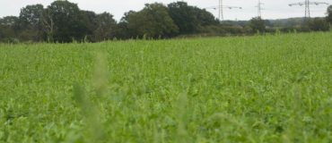 « En termes de temporalité, les projets agricoles sont plus pertinents que les projets forestiers »