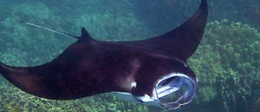 Le robot mou nageur le plus rapide s'inspire des raies Manta