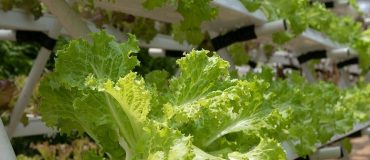 Des capteurs en papier pour la chaîne alimentaire