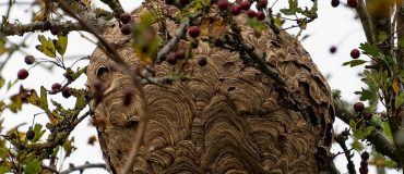 Quand l’IA aide à lutter contre le frelon asiatique