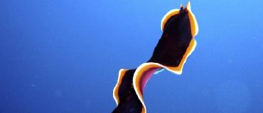 Un robot à l'agilité inspirée des vers plats aquatiques