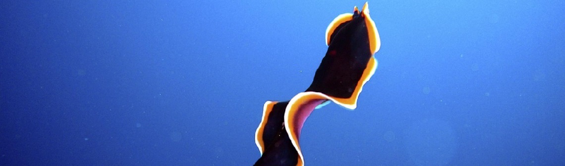 robot-biotechnologie