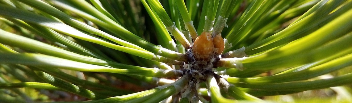 Une nouvelle méthode d'impression 3D basée sur la morphogenèse végétale | Techniques de l'Ingénieur