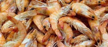 Des USA à l’Europe, Cruz Foam surfe sur la vague des matériaux d’emballage vertueux