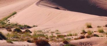 La Chine recense ses arbres