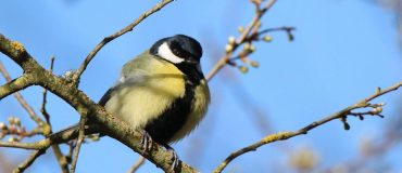 Cartographier la biodiversité de la planète grâce au suivi acoustique passif