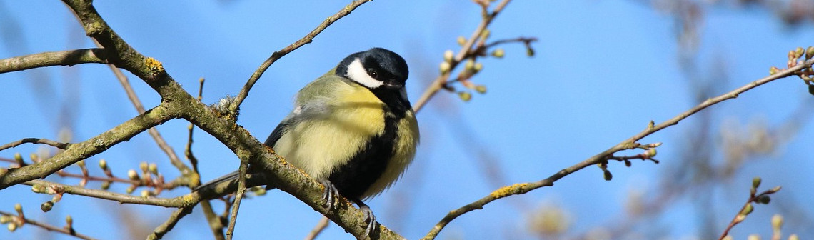 Cartographier la biodiversité de la planète grâce au suivi acoustique passif