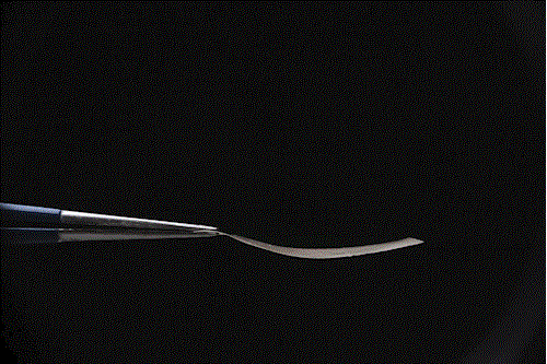 Le biofilm produit à partir de ce matériau vivant réagit à l’humidité