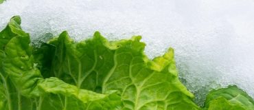 De la mélatonine pour rallonger la durée de conservation des plantes