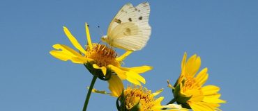 Les insectes volants disparaissent à vue d’œil : que révèle le rapport Bugs Matter 2024 ?