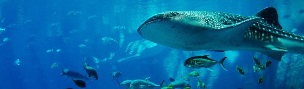 Nice 2025 : les engagements clés à retenir à l'issue du Sommet sur l'océan