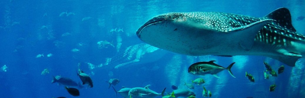 Nice 2025 : les engagements clés à retenir à l'issue du Sommet sur l'océan