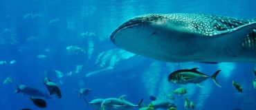 Nice 2025 : les engagements clés à retenir à l'issue du Sommet sur l'océan