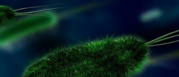 « Le jumeau numérique du vivant est un objet de recherche avant tout »