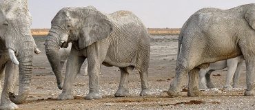 Un robot éléphant plus vrai que nature imprimé en 3D