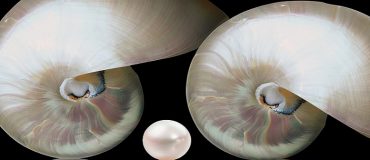 Comment mieux recycler le plastique grâce aux coquillages