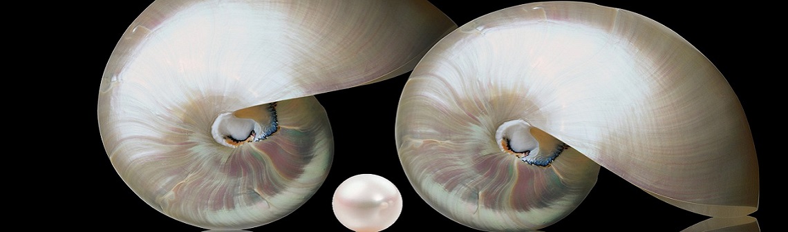 Comment mieux recycler le plastique grâce aux coquillages | Techniques de l'Ingénieur