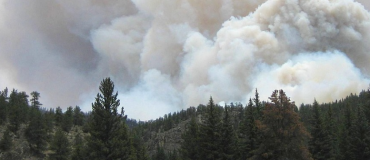 Des capteurs pour sentir la forêt brûler avant qu'elle ne flambe